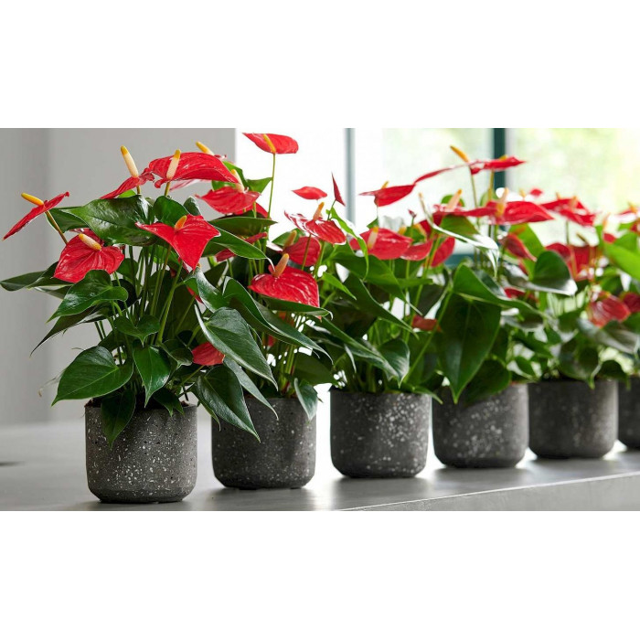 Антуриумы в Кульсаре