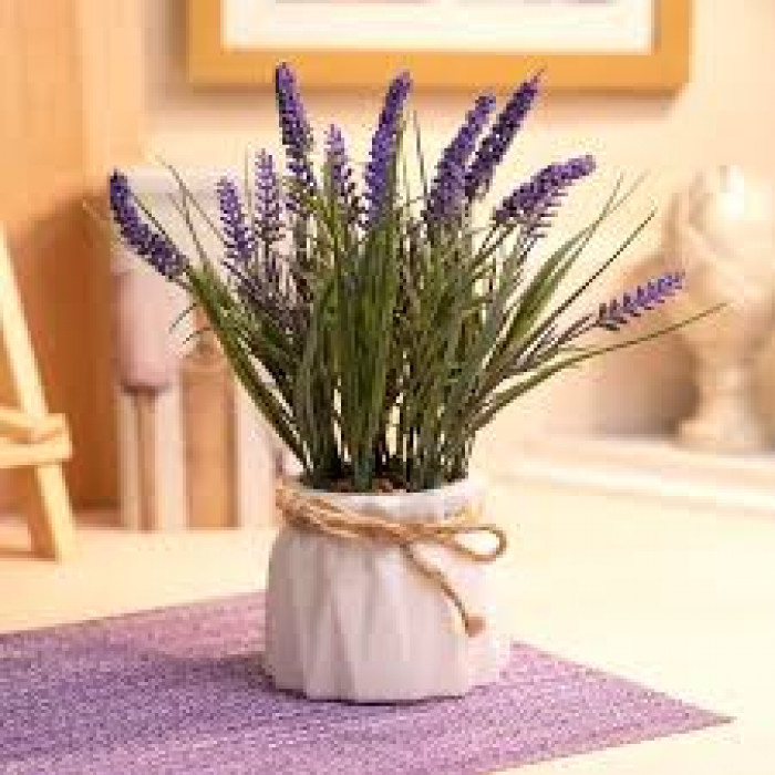 Лаванда в Кульсаре