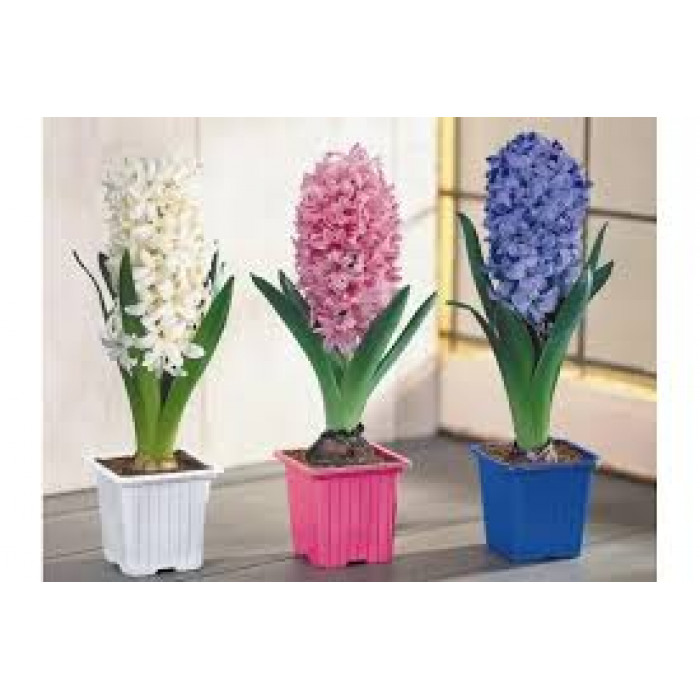 Гиацинты в Кульсаре