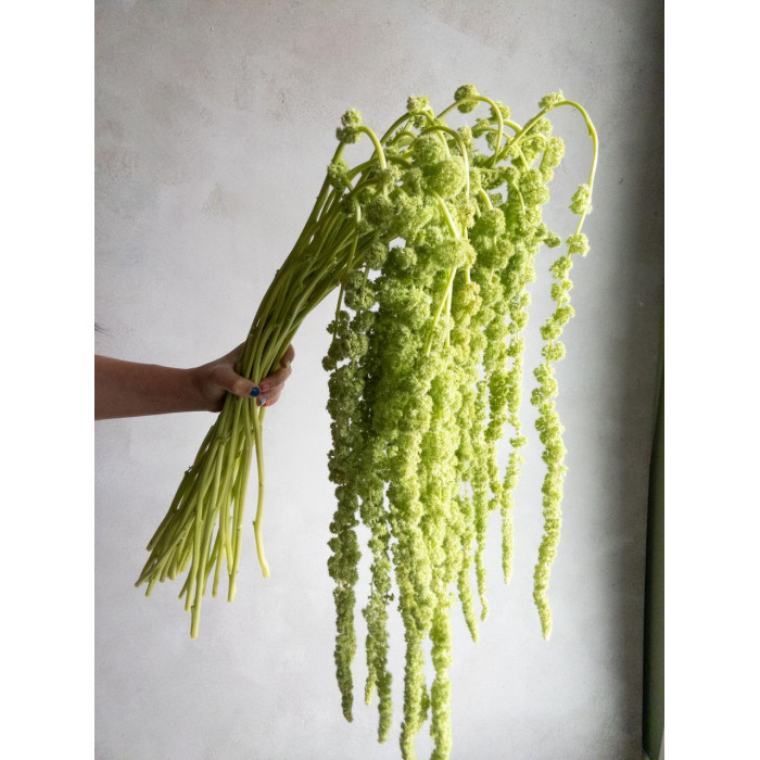 Амарантус в Кульсаре