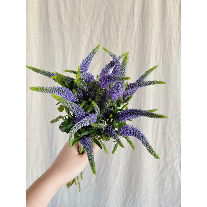 Вероника в Кульсаре