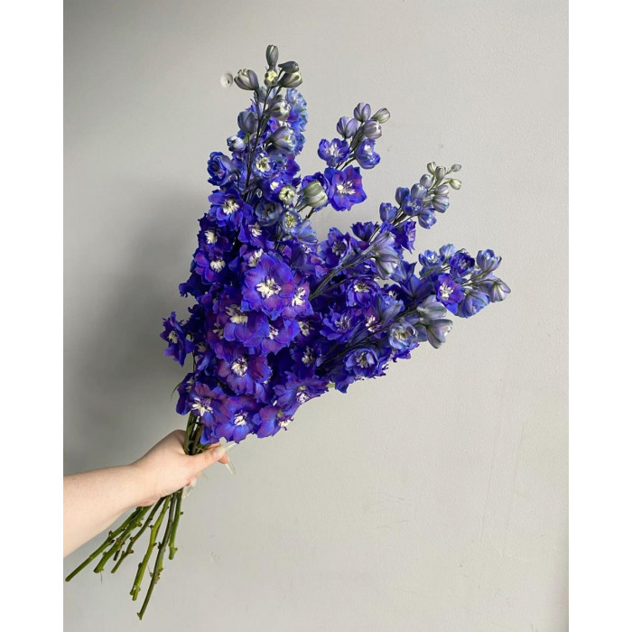 Делфиниум в Кульсаре