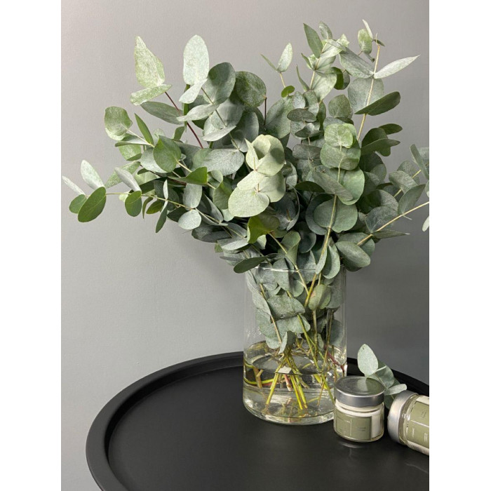 Эвкалипт в Кульсаре