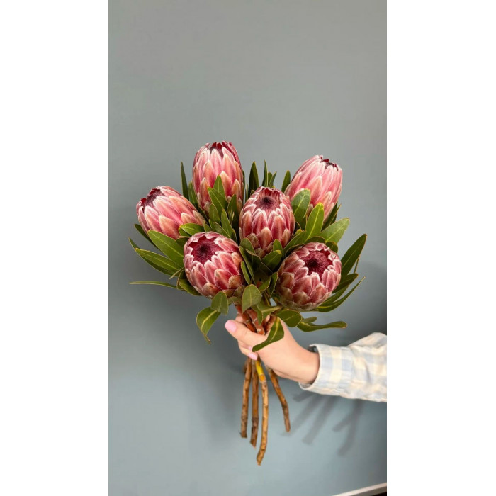 Протея в Кульсаре