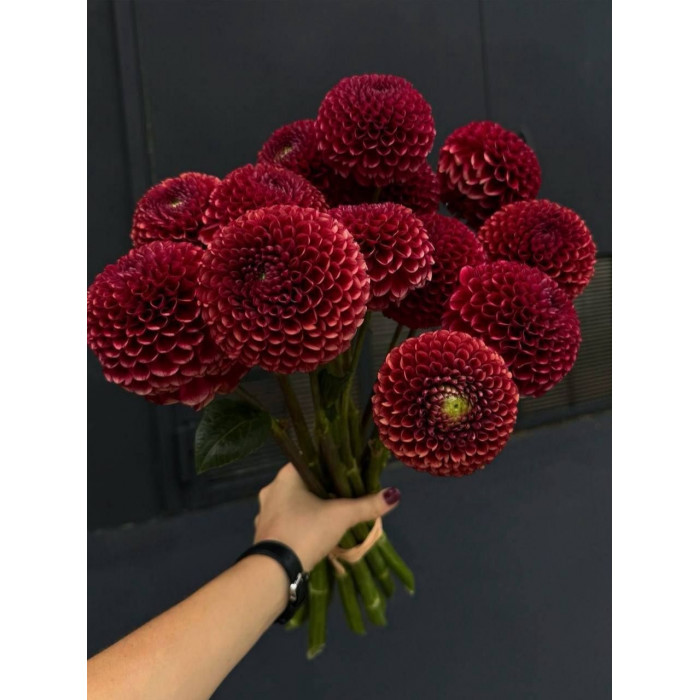 Георгины в Кульсаре