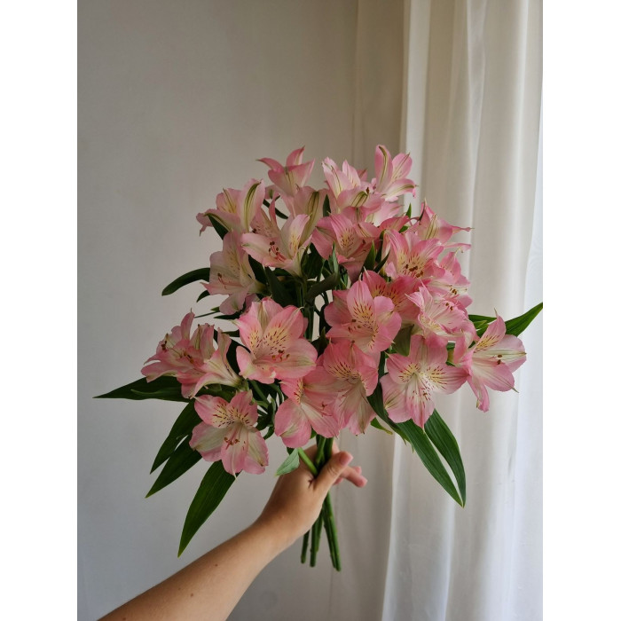 Альпиния в Кульсаре