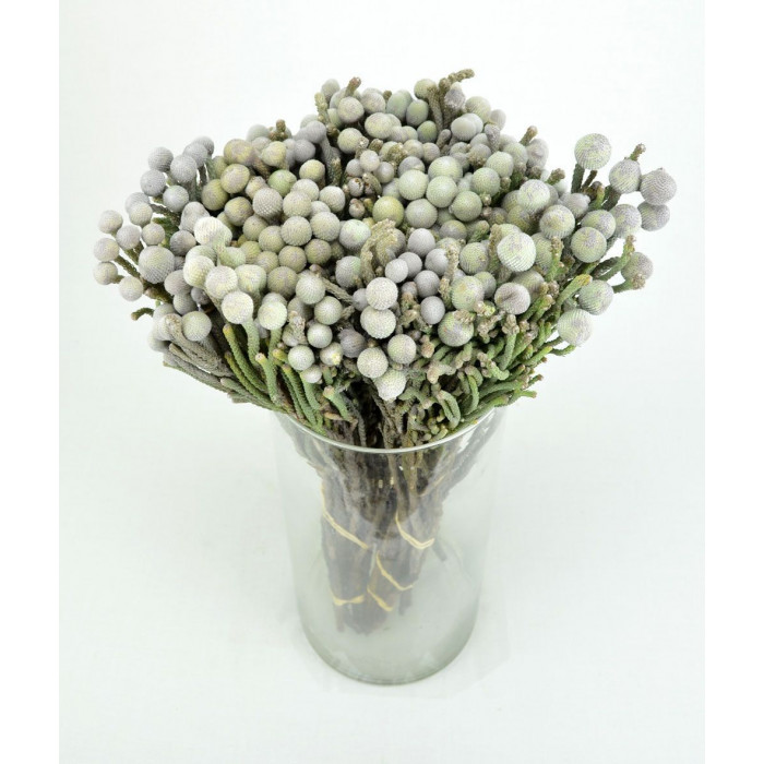 Бруния в Кульсаре