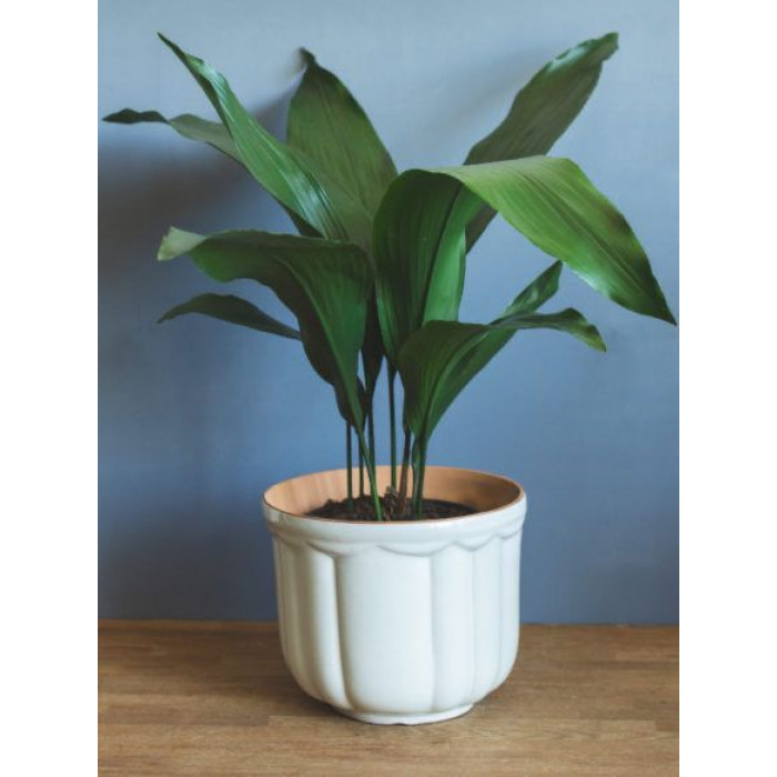 Аспидистра в Кульсаре