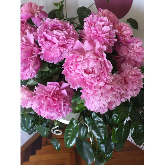 Пион древовидный в Кульсаре