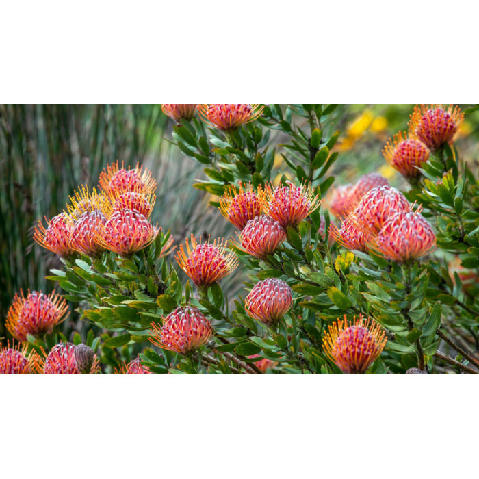 Леукоспермум в Кульсаре