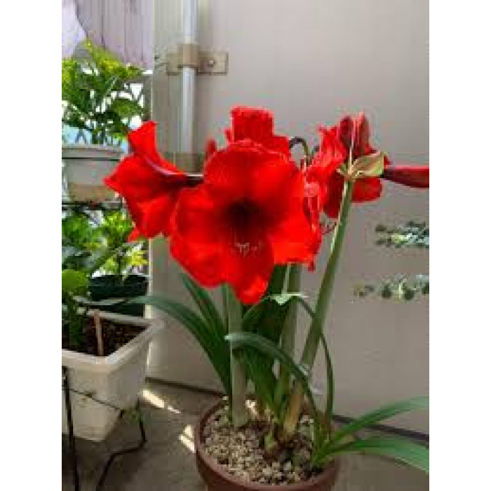 Амариллис в Кульсаре