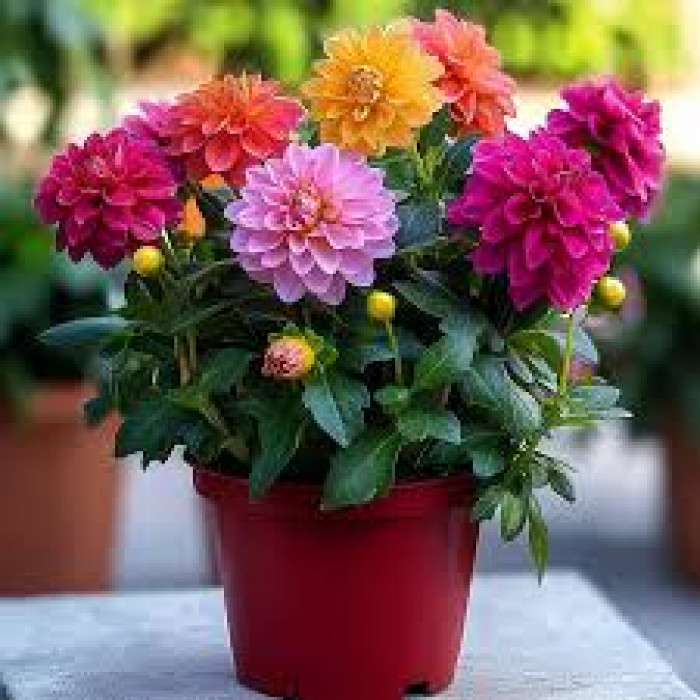 Георгины в Кульсаре