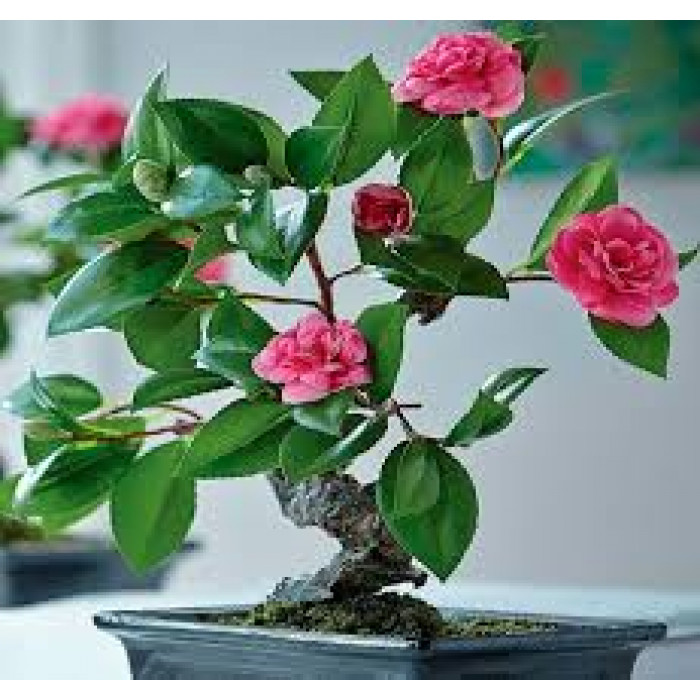 Камелия в Кульсаре