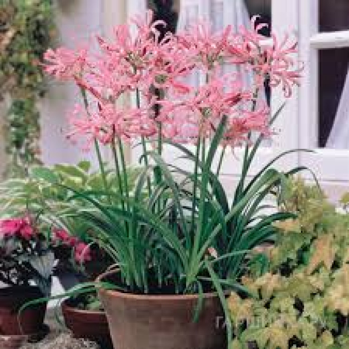 Нерине в Кульсаре