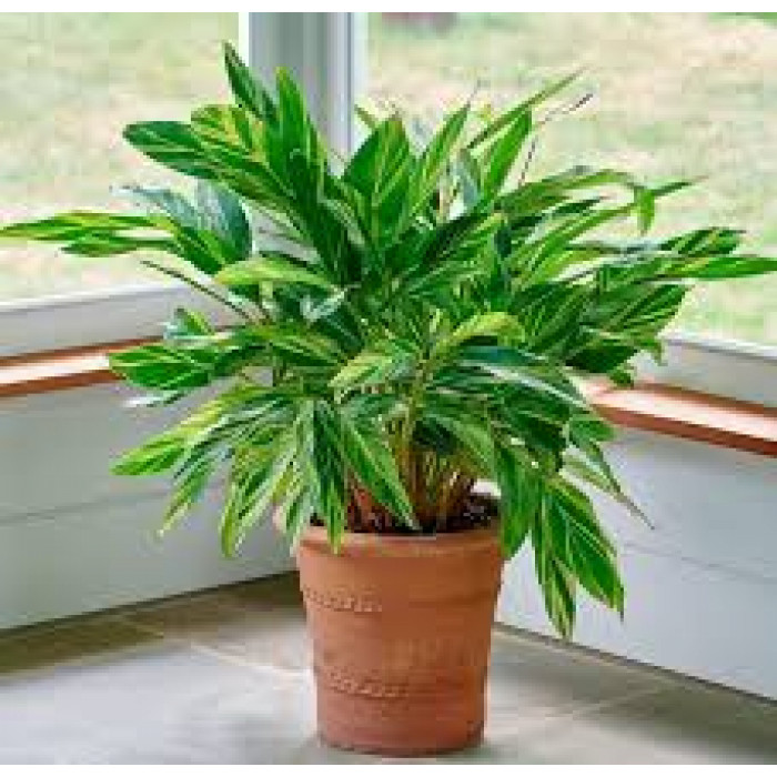 Альпиния в Кульсаре