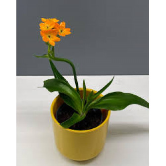 Оранжевый орнитогалум