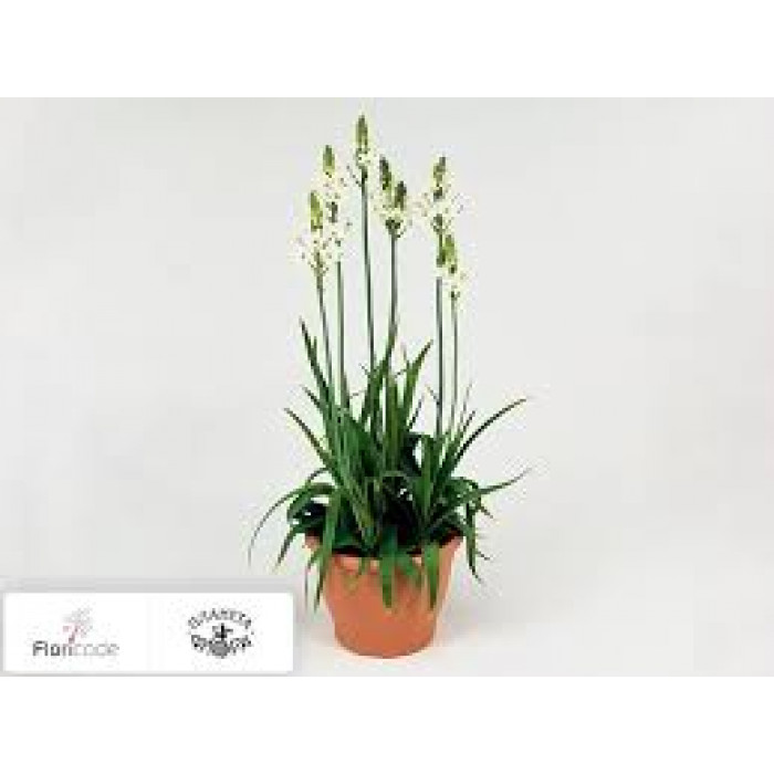 Орнитогалум в Кульсаре