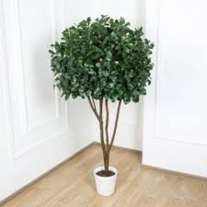 Рускус в Кульсаре